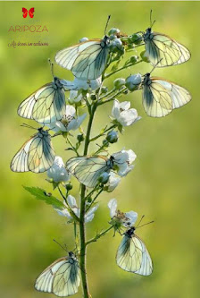 Liberacion De Mariposas Vivas Para Bodas Aripoza, Mariposas Vivas Para Eventos Sociales